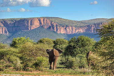 elephant view.jpeg