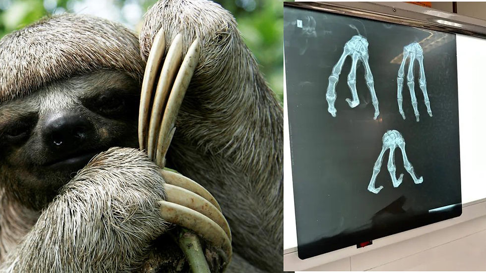 Sloth (left) and X-rays of Nazca mummy's hands