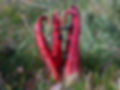 Devil’s fingers fungus