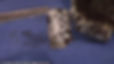 Strange alien implant found in one of the Nazca bodies