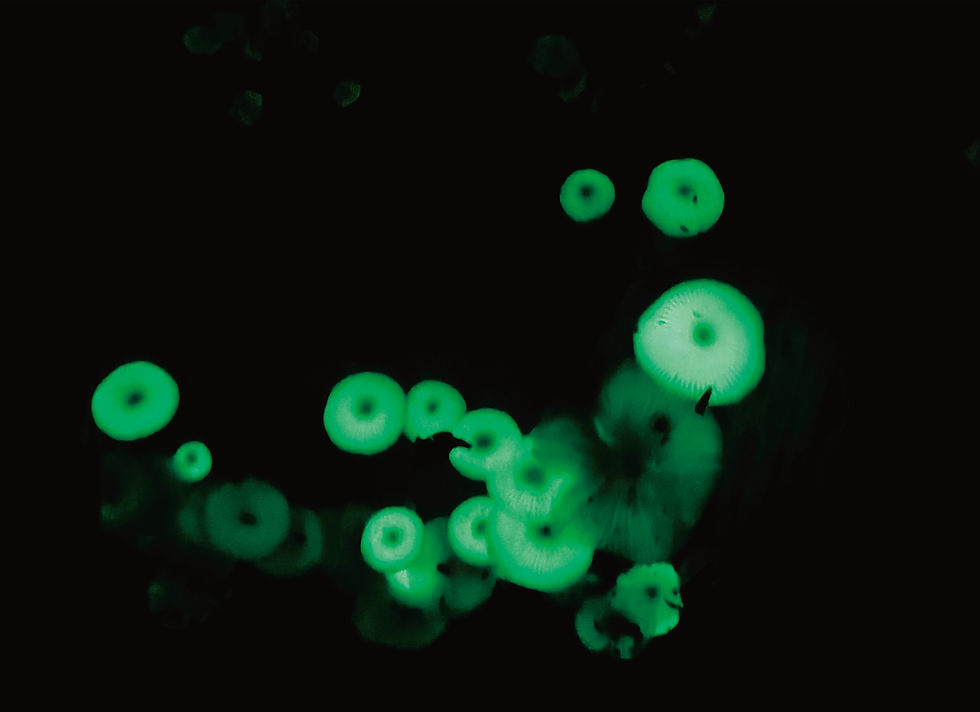 作品名稱：夏夜的螢光精靈   Photo by 蔡佳芸