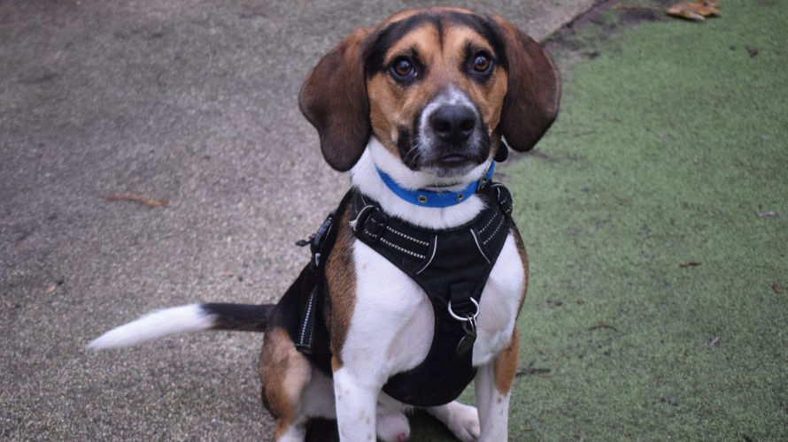 animal shelters in London