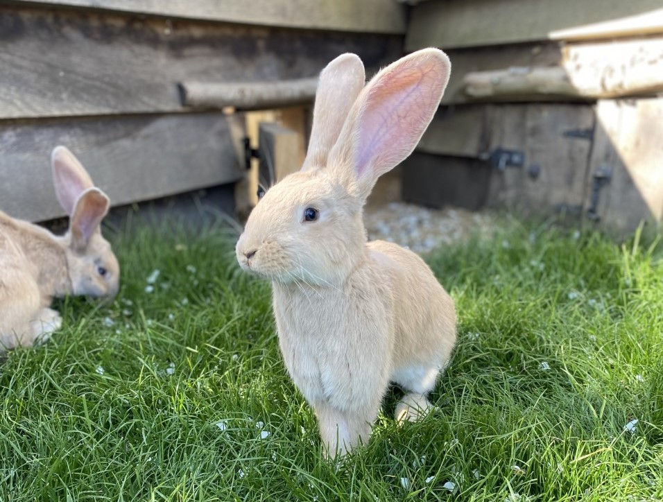 Hobbledown Adventure Farm