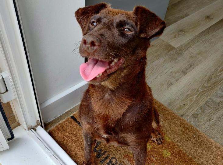 animal shelters in london