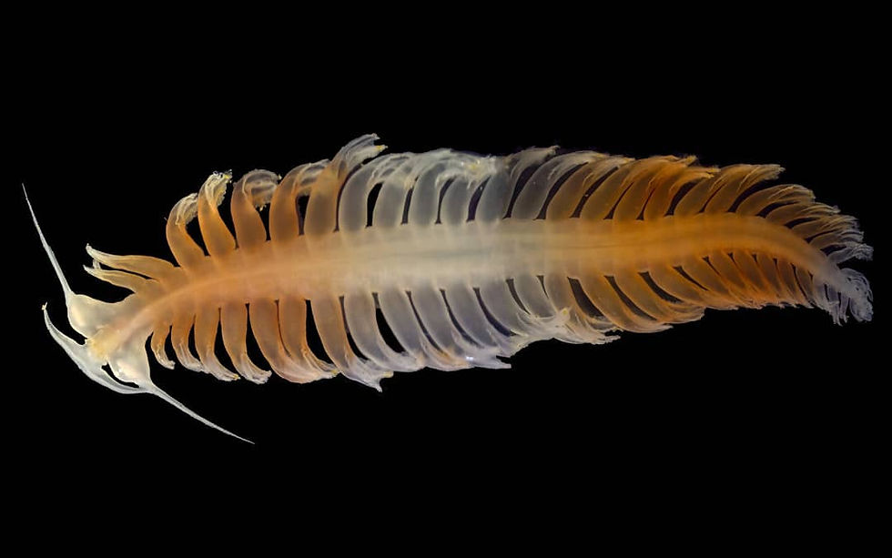 Bristle Worm (Polychaete)