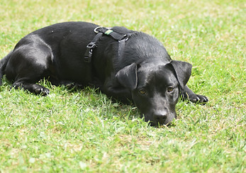 Mischling entspannt sich auf unserem Hundeplatz
