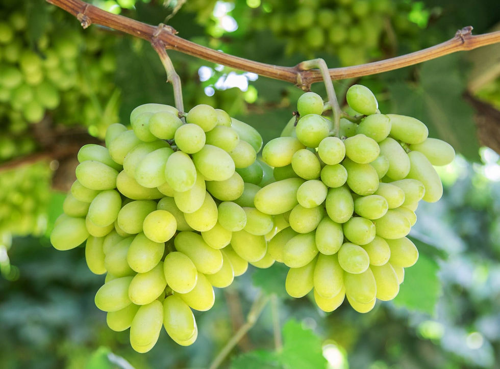 Миниатюра: Арарат