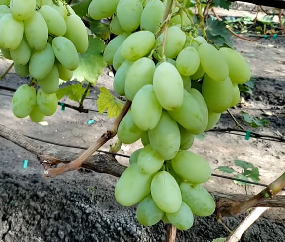 Миниатюра: Буба