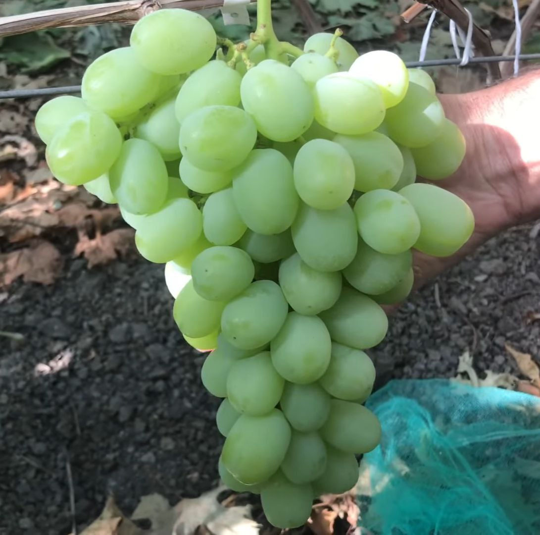 Киш-Миш Ленд Крузер