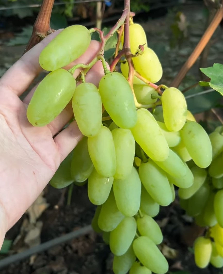 Миниатюра: Алинка