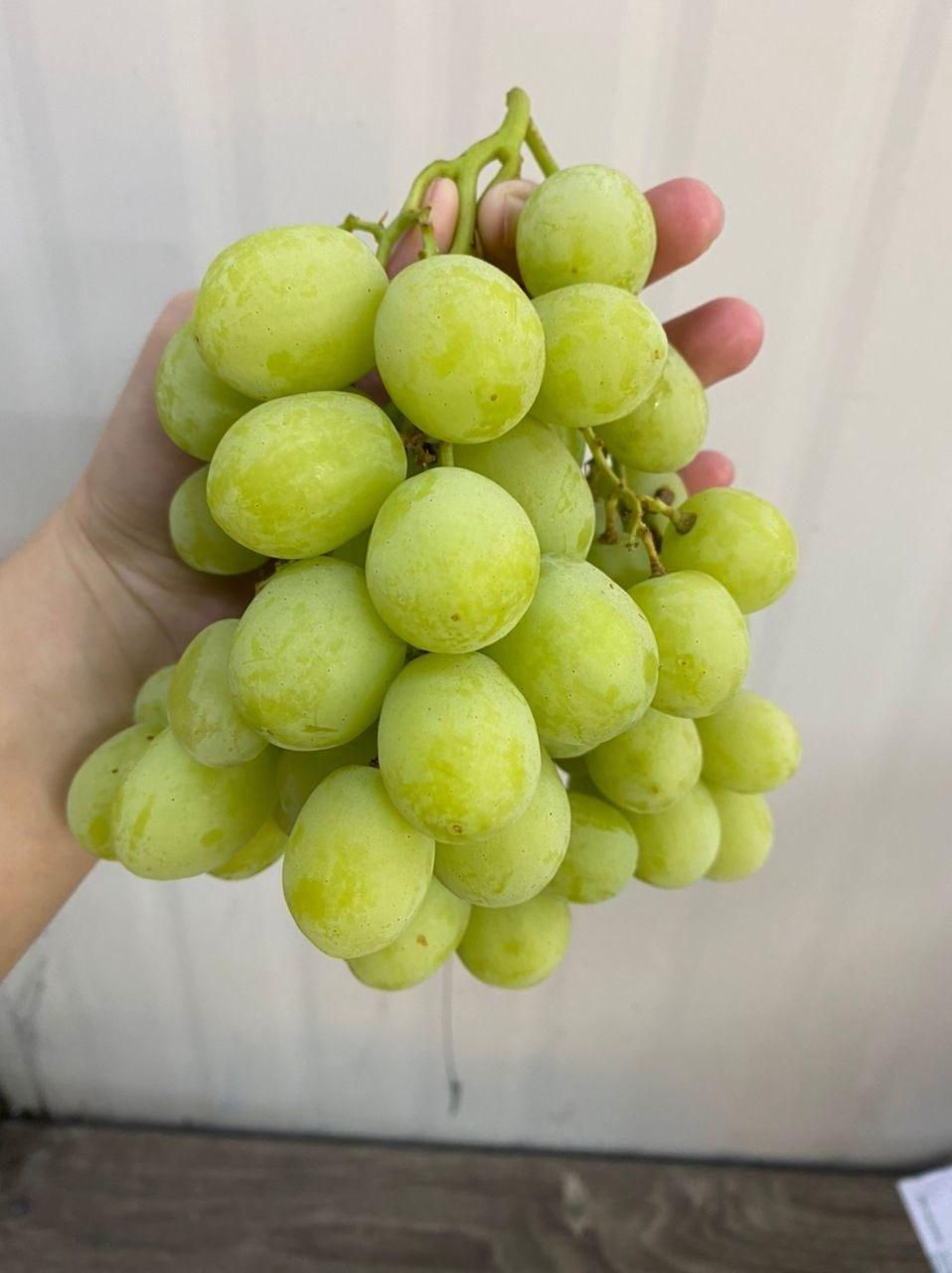 Миниатюра:  Sweet Globe ( Сладкий Мир )