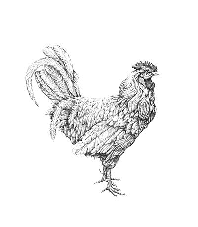 Pen stippling drawing of a chicken.