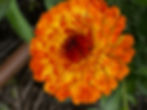 calendula flower
