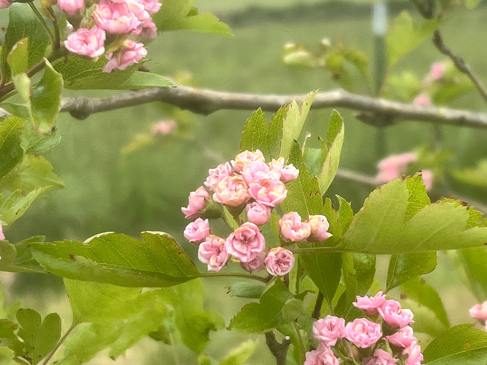 Hawthorn Tree Flowers