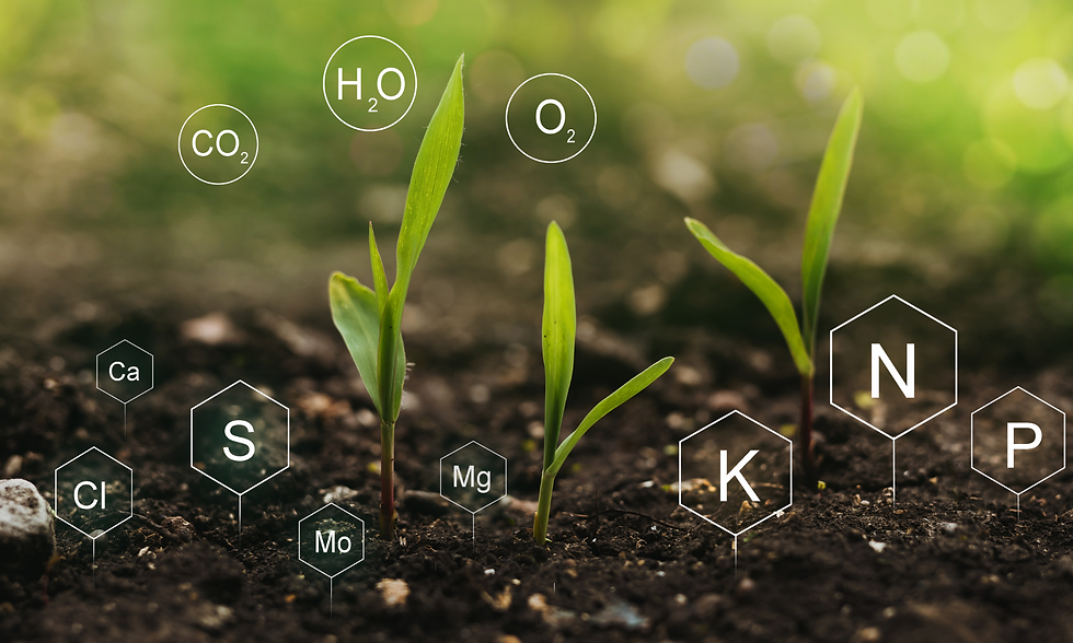 Enhanced Nutrient Uptake.png
