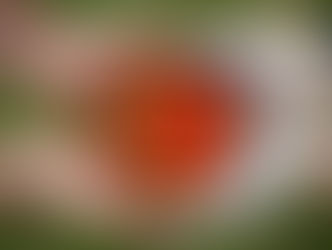 Tomato explosion!