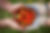 Basket of Tomatoes