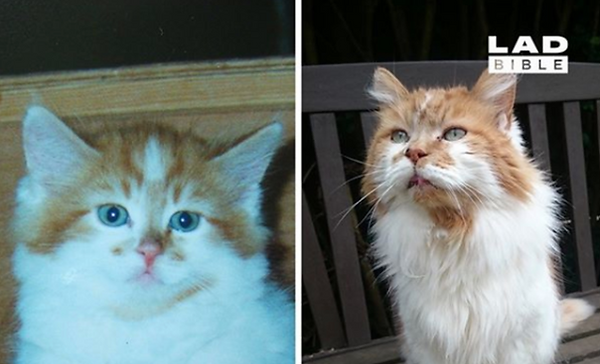 World's oldest cat.png