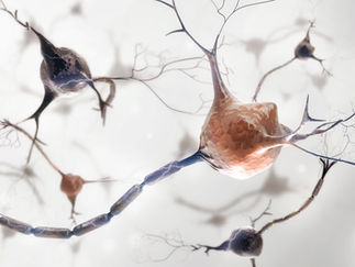 Les neurones !!