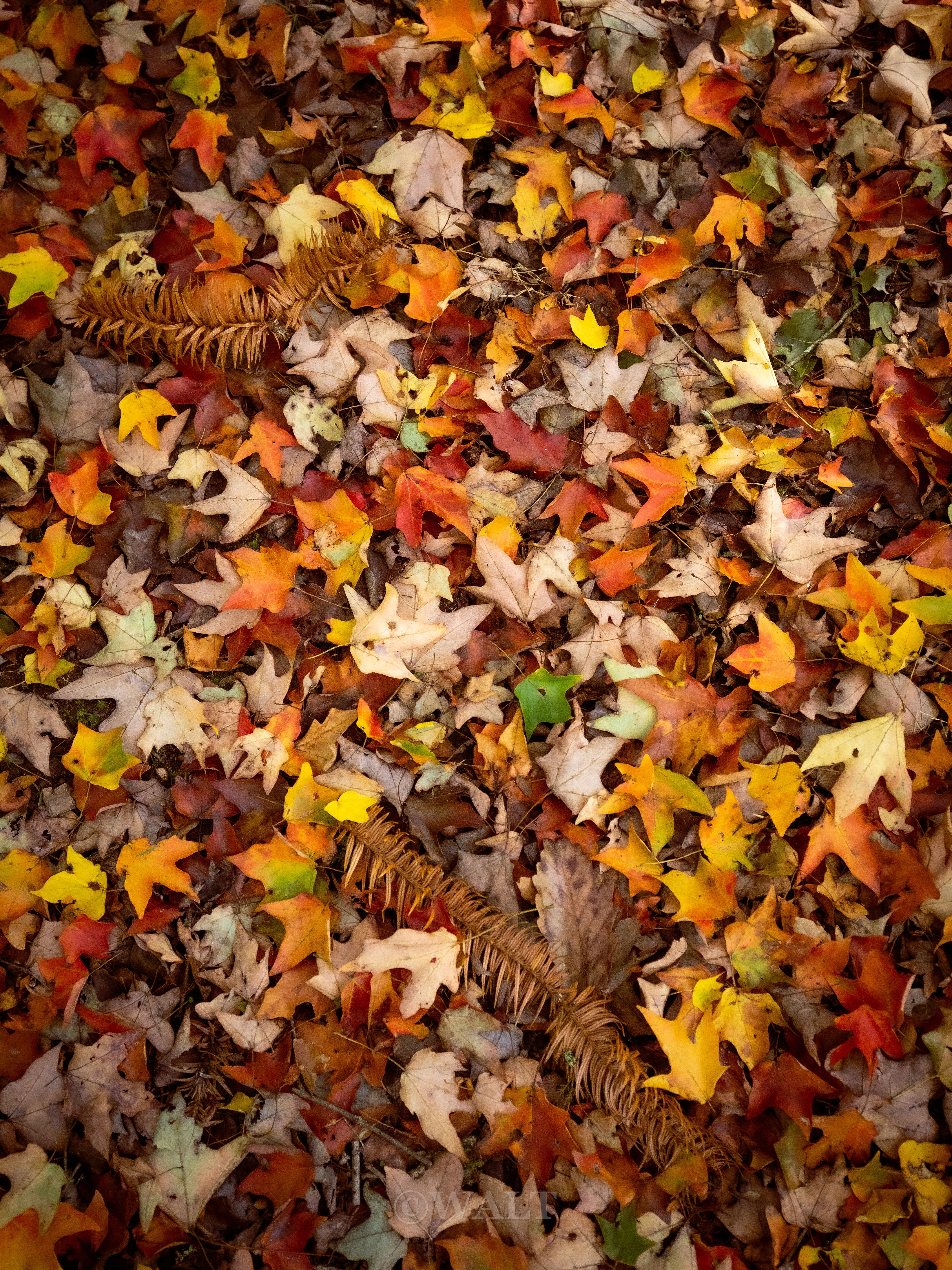 Autumn's Quilt