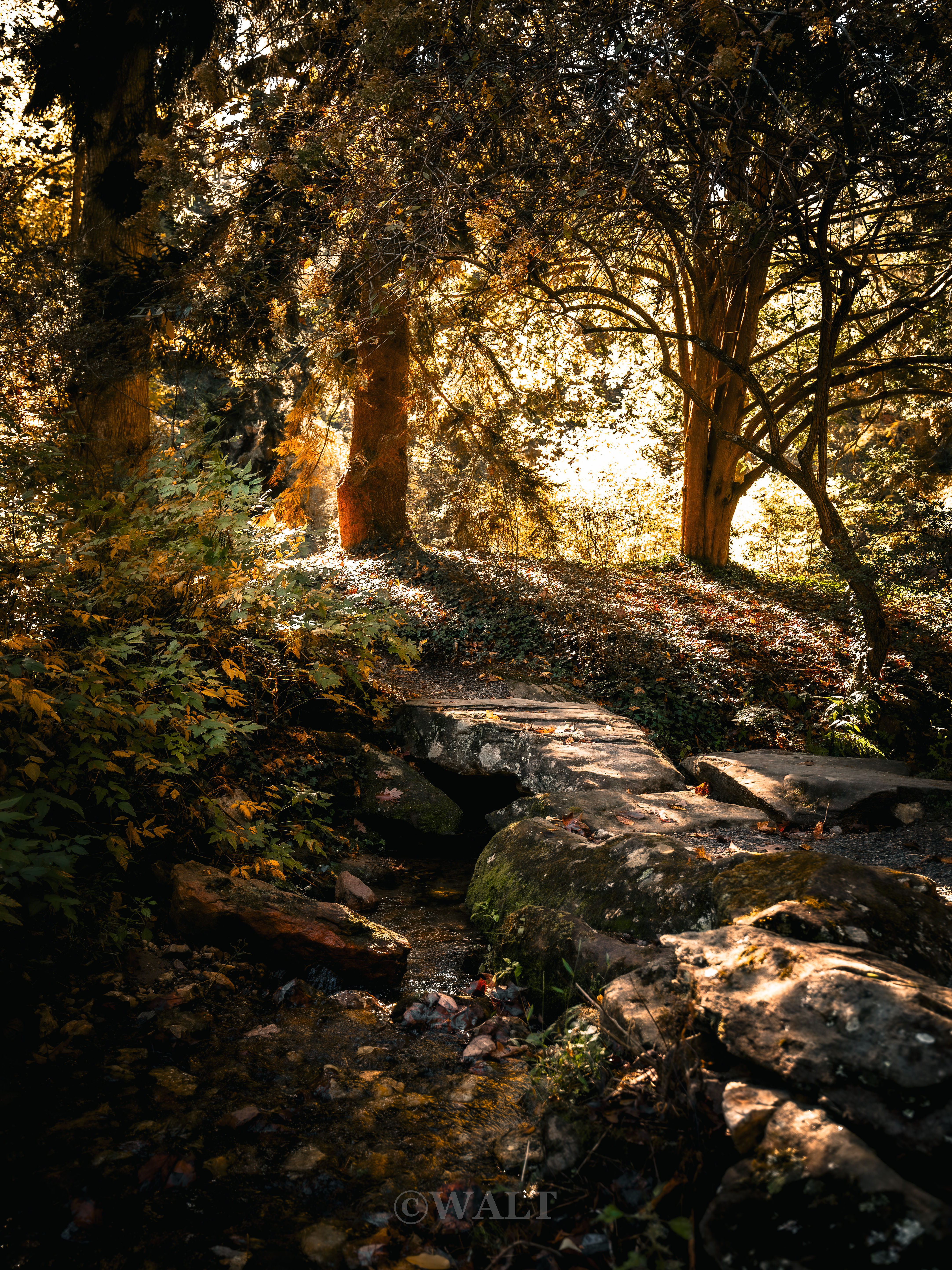 Autumn's Crossing