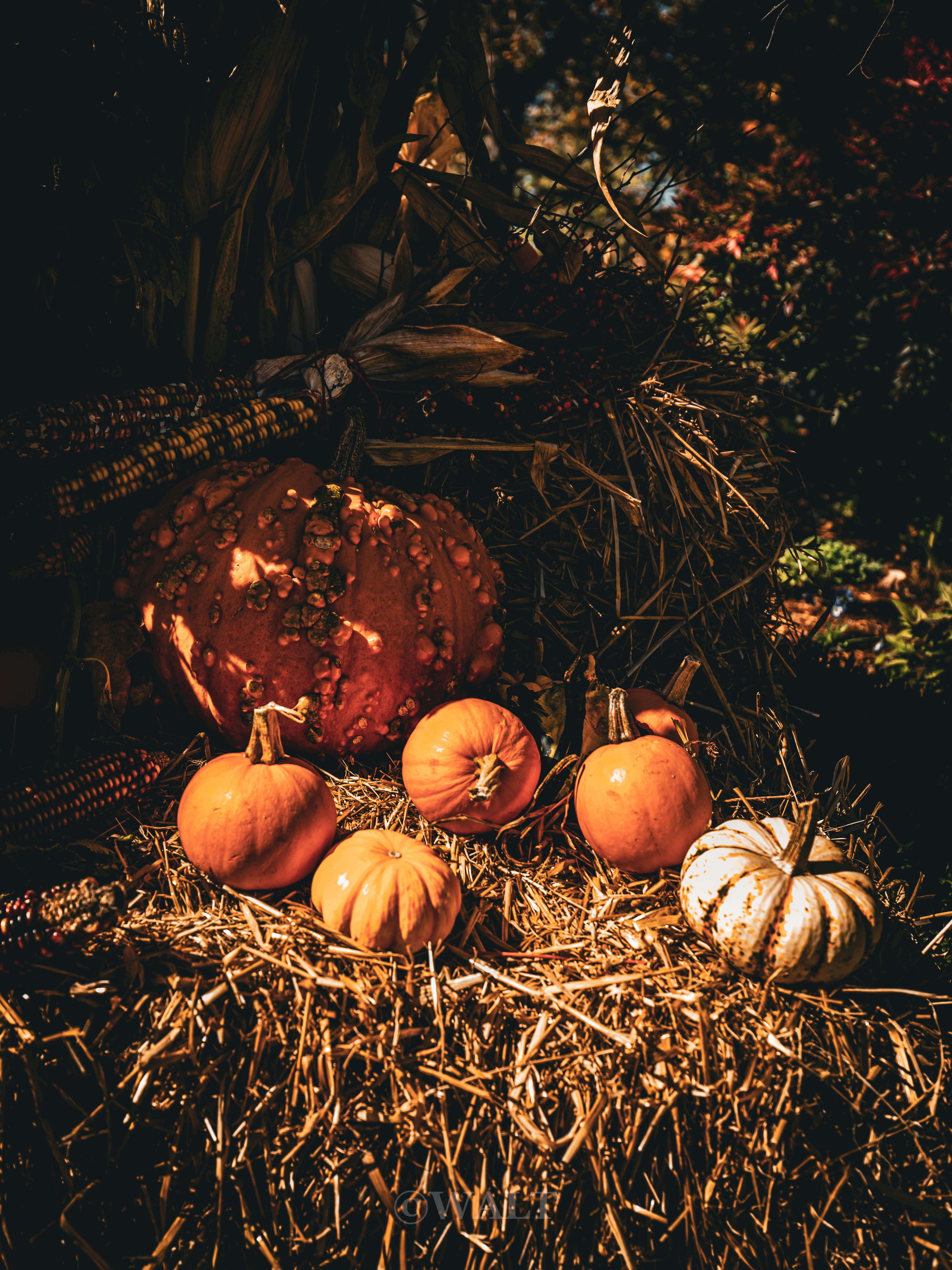 Autumn Gathering