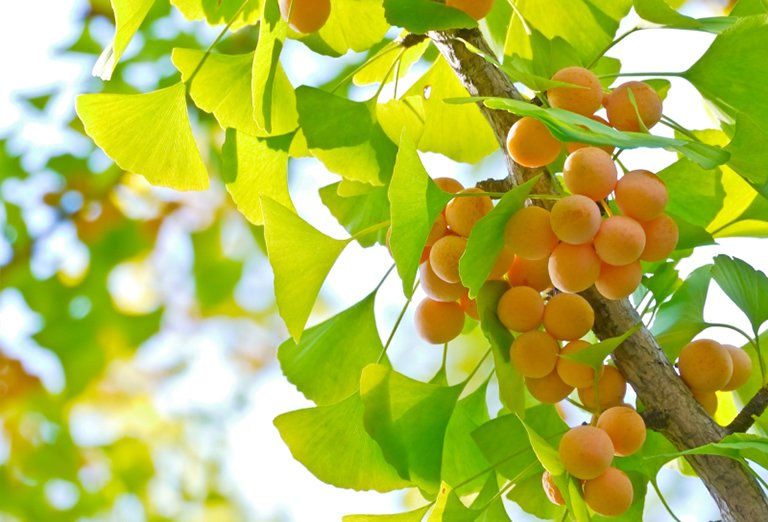 bạch quả tăng kích thước dương vật
