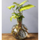 Miniatura: 6336 | PLANTA SYNGONIUM