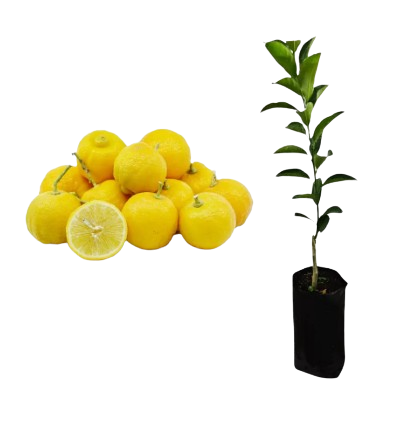 LARANJA LIMA DA PÉRSIA