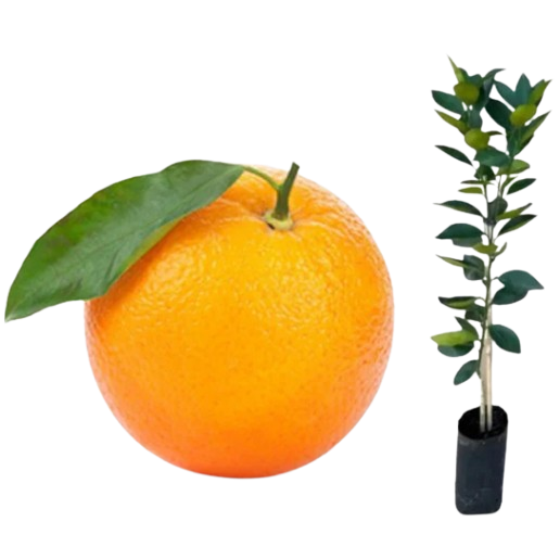 LARANJA FOLHA MURCHA