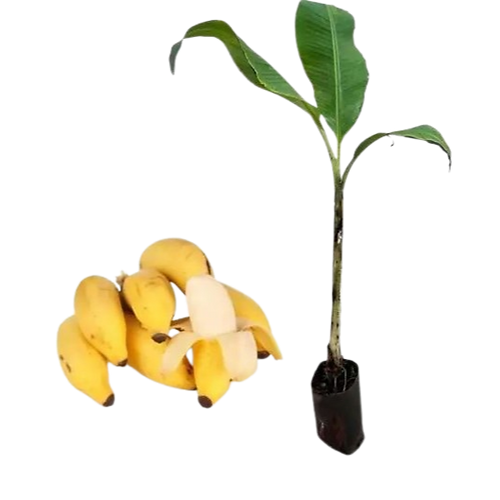 BANANA MAÇÃ