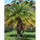Miniatura: PALMEIRA FÊNIX