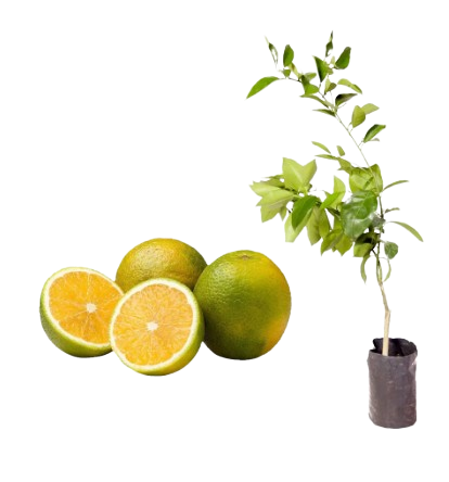 LARANJA CIPÓ/PARREIRA