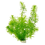 Miniatura: 6335 | PLANTA ELODEA CANADENSE