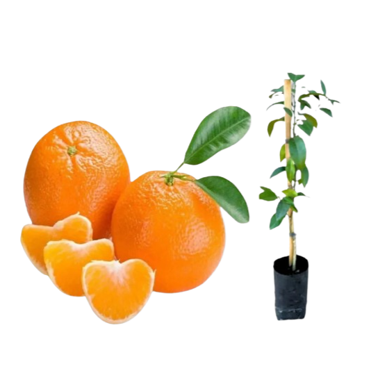 TANGERINA MONTENEGRINA