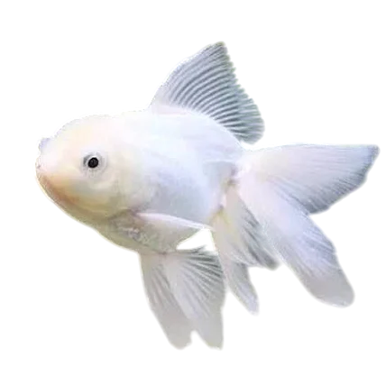 14055 | KINGUIO PEROLA BRANCO