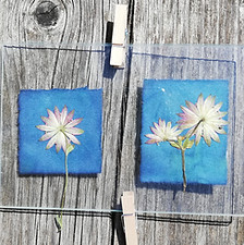 atelier cyanotype