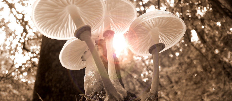 “腎臓の役割”と“先天的な精”について