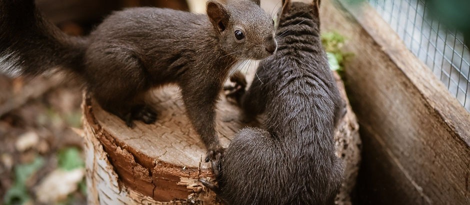 筋肉は揉んでも柔らかくならない？