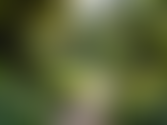 Unlock the Potential of New Zealand Gardening