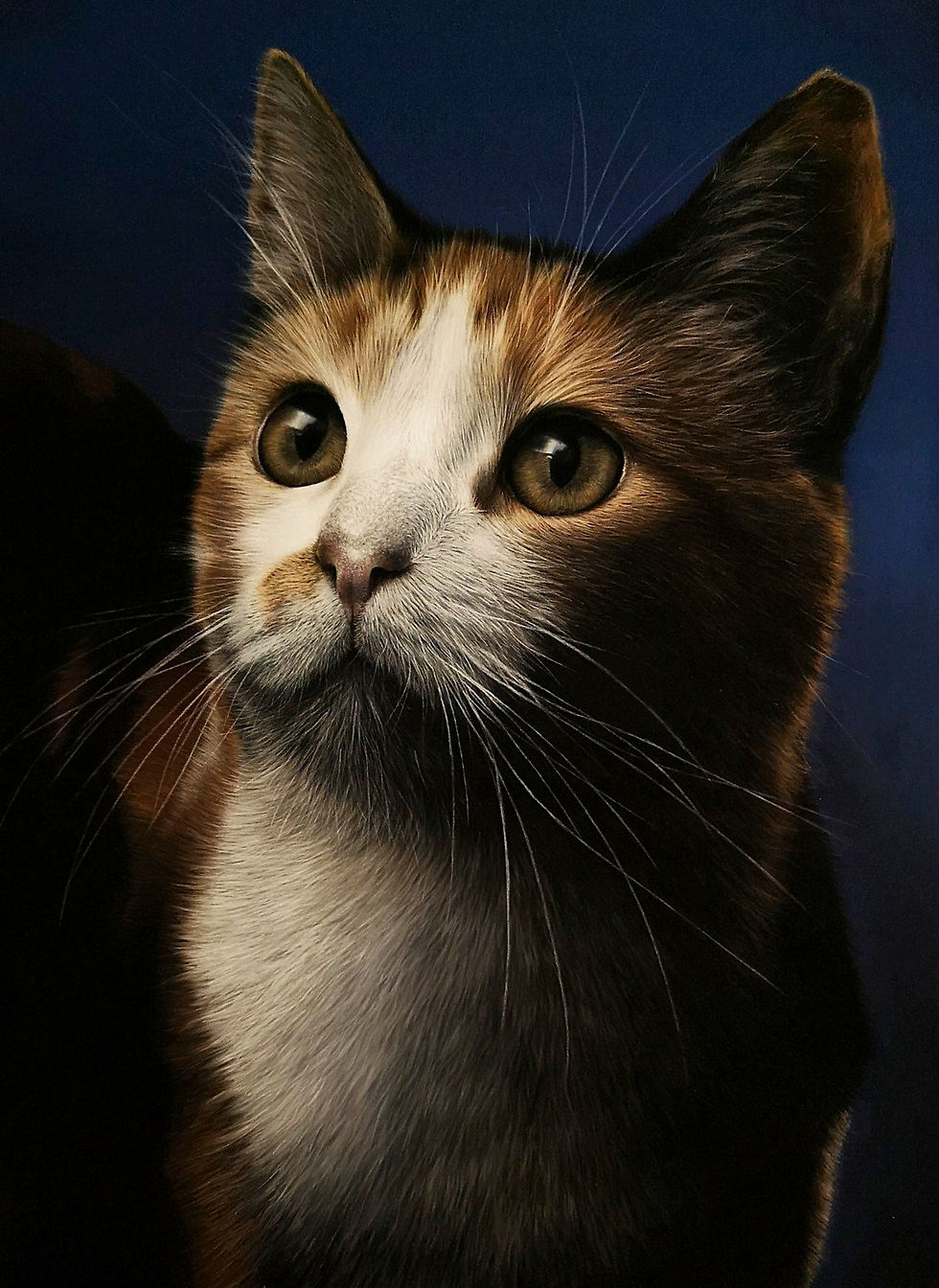 Stray cat