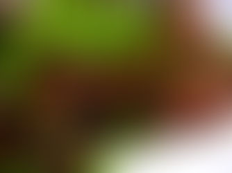 Chef Gianluca Deiana Abis: Moscardini con pisellini primavera / Baby octopus with green peas