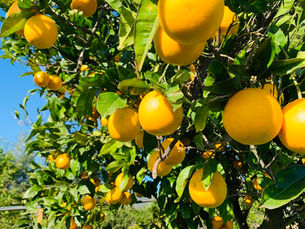 Chef Gianluca Deiana Abis: Marmellata Di Arance/ Homemade Orange Marmalade