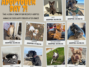 Adoptober, Happy endings!