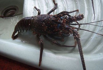 Péché à l'Ile Maurice