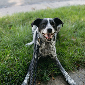Why Your Dog Needs a Midday Break While You're at Work