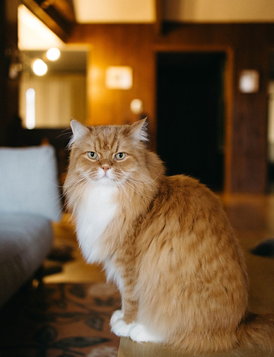 Orange and white cat sitting on a table during a professional pet sitting visit from House of Paws Pet Care in St. Louis, MO
