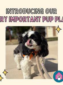 Introducing the VIP (Very Important Pup) Program! 🐾