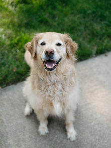 Is Your Pup Snacking on Sticks and Acorns? Here's Why You Should Stop Them š¾