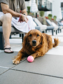We Love Your “A Lot” Pets 💖
